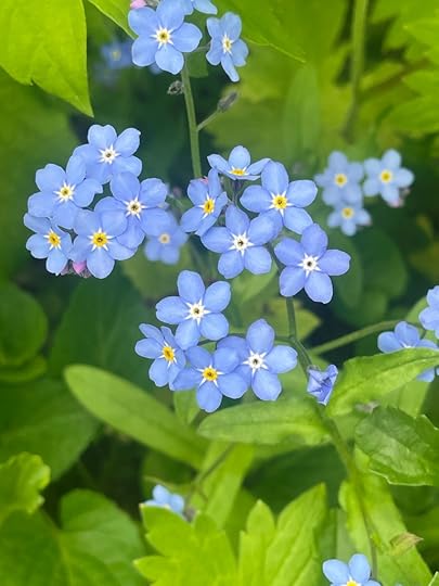 Forget-me-nots