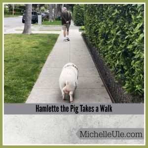 Hamlette the pig takes a walk