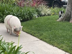 A cat stalks a pig