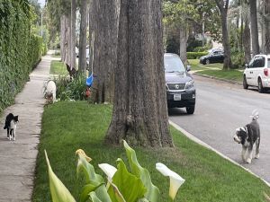 Hamlette takes a walk with a cat and a dog