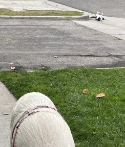 Hamlette the pig takes a walk with a cat up a tree and rolling in the street
