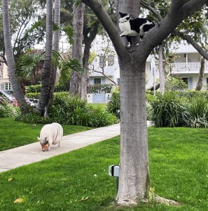 Cat in a tree watching a pig walk down a suburban street