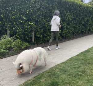 Jogger running past Hamlette the pig.