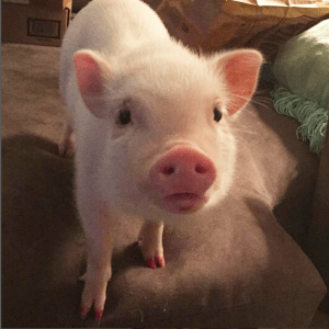 Hamlette the pig as a piglet