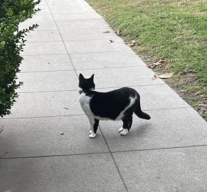 Black and white cat looking down the sidewalk