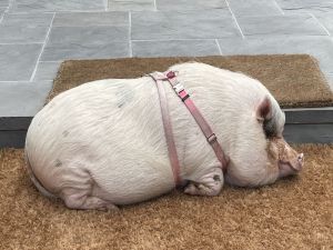 Sleeping Hamlette the pig