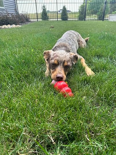 heatwave canine enrichment