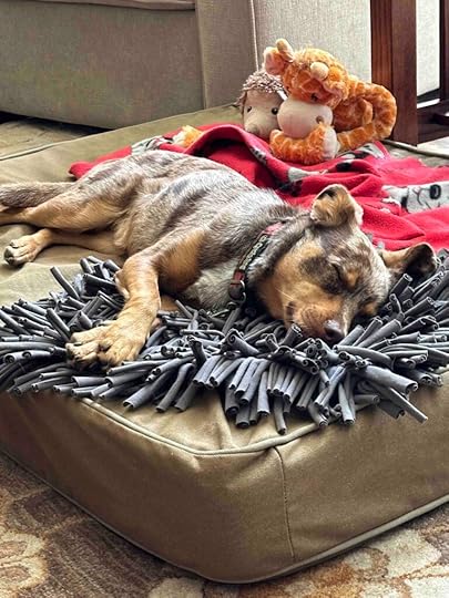 tired after heat wave canine enrichment