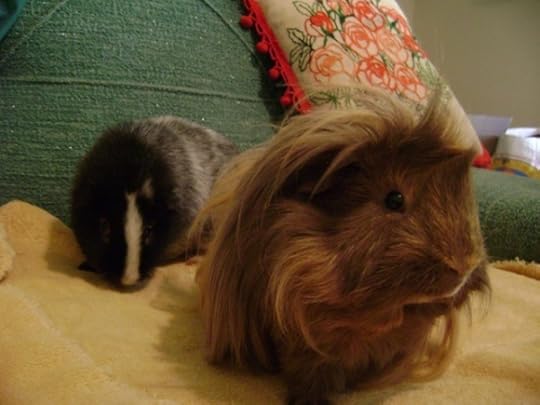 Rachel E Smith guinea pigs Ozymandias and Danger Crumples