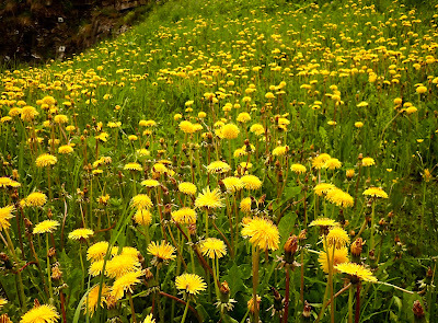Summer is Beautiful in Zermatt Switzerland