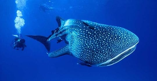 Koh Tao and Utila are two of the top places in the world for whale shark sightings.