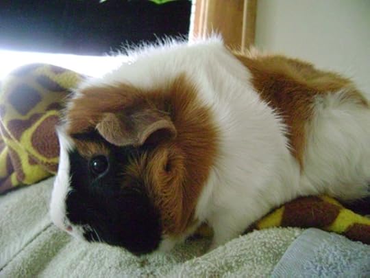 Rachel E Smith guinea pig Horace