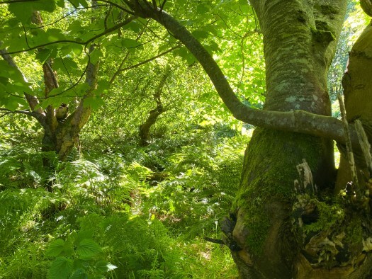in the woods; can you hear the carnyx?