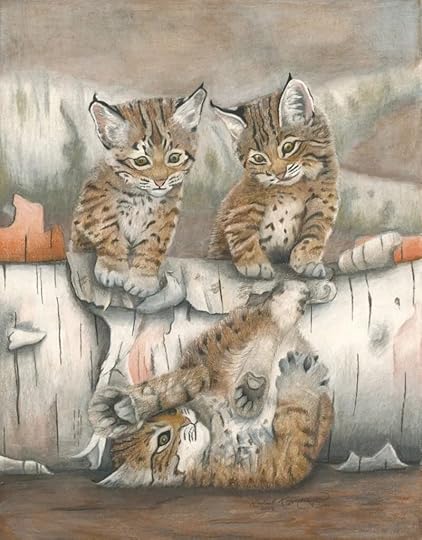 Two young bobcats stare down at a third who fell tail over tea kettle off a log