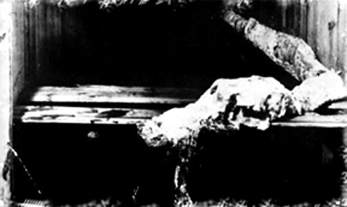 cryptids