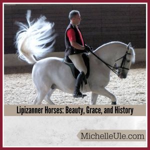 Lipizanner horse