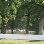 Lipizanner horses in Slovenia