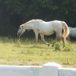 Lipizanners and a middle aged woman.
