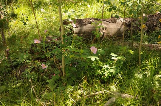 forest walk in Pole Mountain