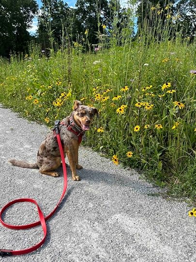 Sunny and the wildflowers