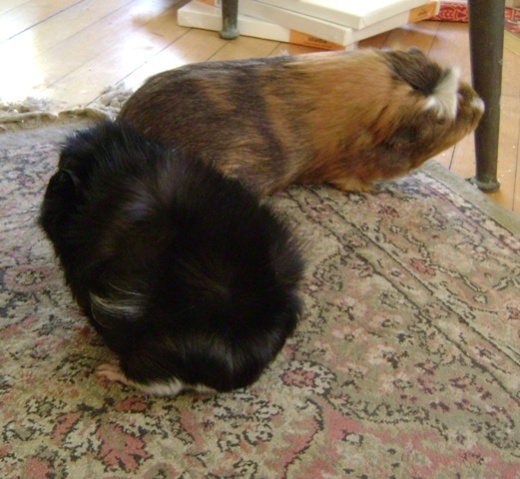 Rachel E Smith guinea pigs Merricat & Peregrine