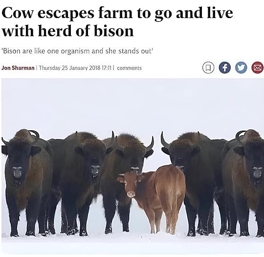 Photo of a cow standing out among bison in a snowy field. News headline reads: 'Cow escapes farm to go and live with herd of bison' 'Bison are like one organism and she stands out' Jon Sharman, Thursday 25 January 2018 17:11