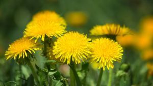 Detoxifying Dandelion