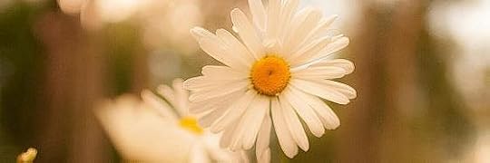 Recensione di Paesaggio per amare. Romanzo di un’estate di Helen Wolff