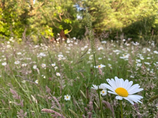 gentle summer moments