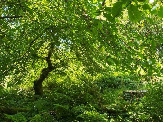 wych elm