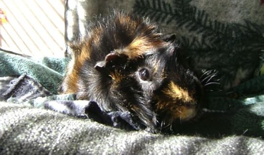 Rachel E Smith guinea pig Wisting