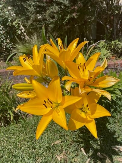 Lilies