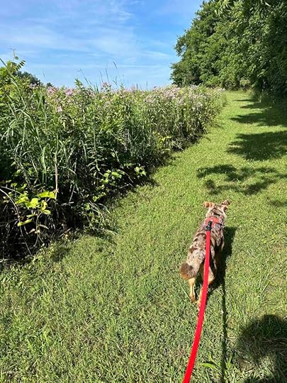 into the field at Delt Church Park
