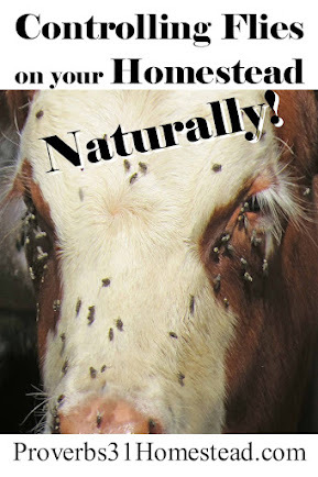Controlling Flies on your Homestead