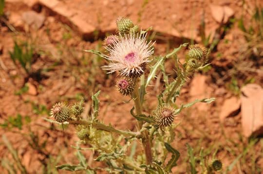 thistle at Pole Mountain
