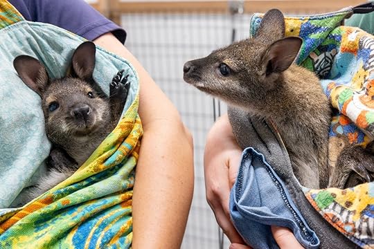 Baby wallabies