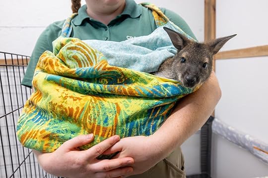 Baby wallaby