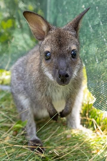 Baby wallaby