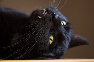 Panzer says, Just like catnip, you can never have too much ice cream.
