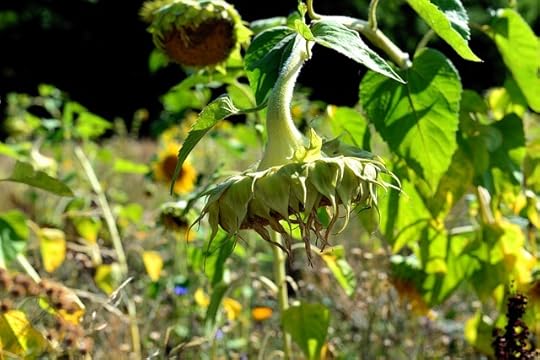 Wilted sunflowers