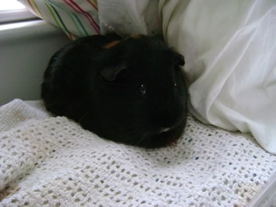 Rachel E Smith guinea pig Murderface