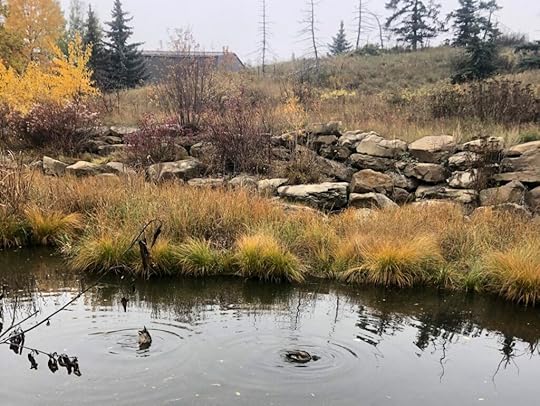 pearce estate park autumn ducks in pond