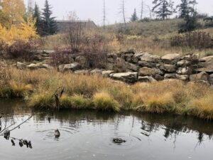 pearce estate park autumn ducks in pond