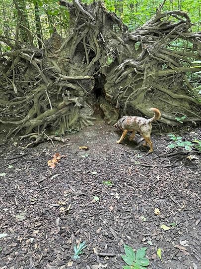 smelly tree root ball