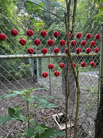 tennis balls at Fido's Forest