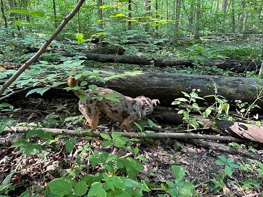 good smells in the forest