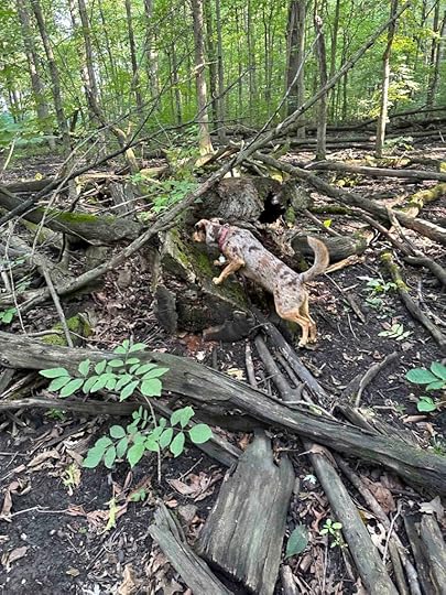 climbing on tree limbs