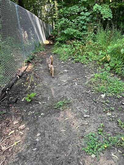 running along the fence