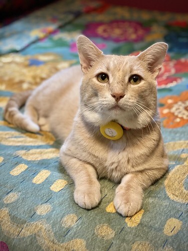 King Cornbread the Misfit Feline