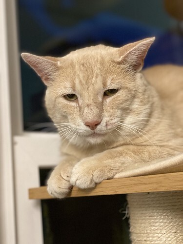 King Cornbread day 1 (sad cat)